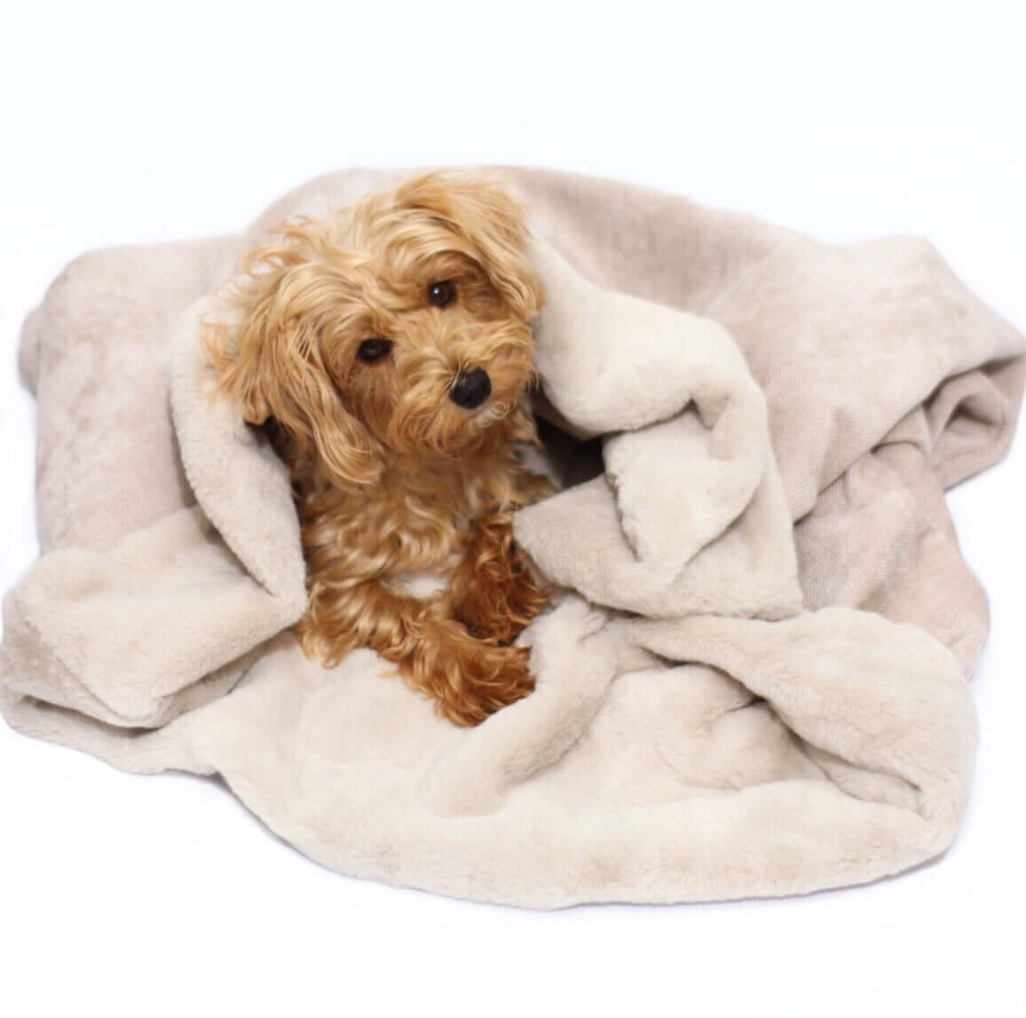 Dog snuggle outlet sack uk